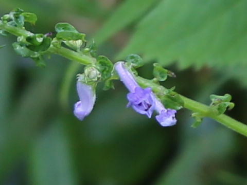 Isodon umbrosus var. excisinflexus