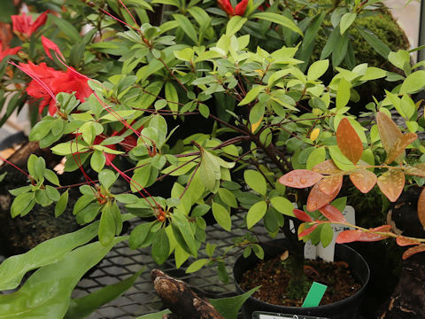 Rhododendron simsii