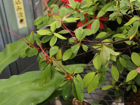 Rhododendron simsii