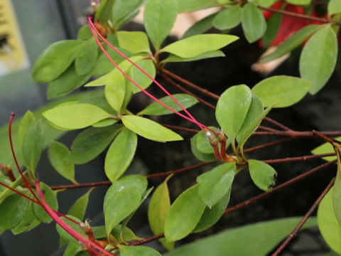 Rhododendron simsii