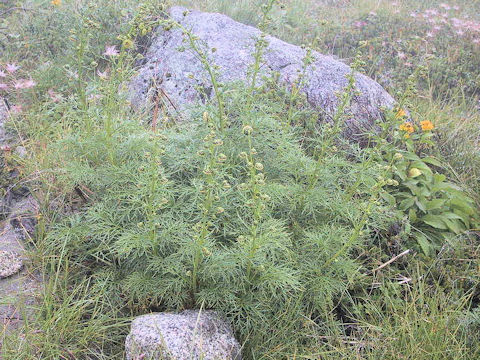 Artemisia sinanensis
