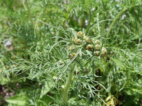 Artemisia sinanensis