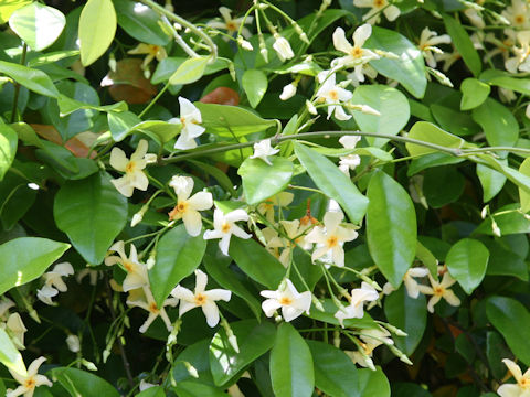 Trachelospermum asiaticum