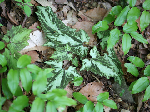 Ainsliaea cordifolia