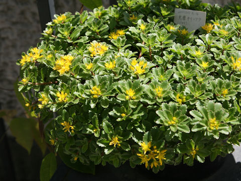 Sedum aizoon var. floribundum