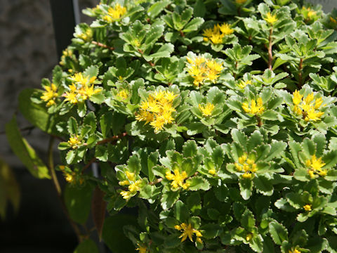 Sedum aizoon var. floribundum