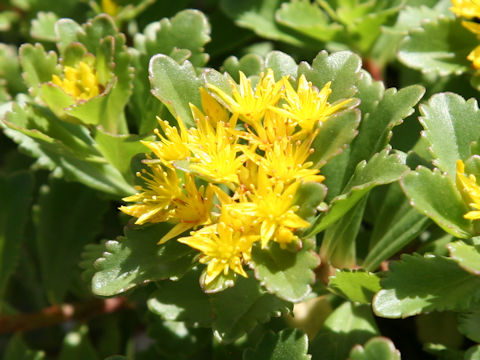 Sedum aizoon var. floribundum