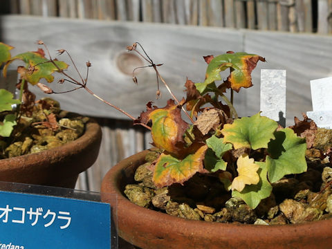Primula takedana