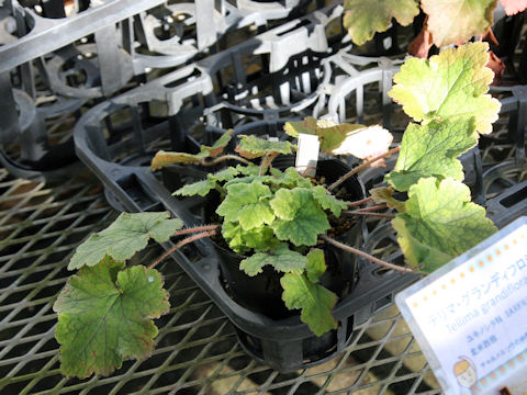 Tellima grandiflora