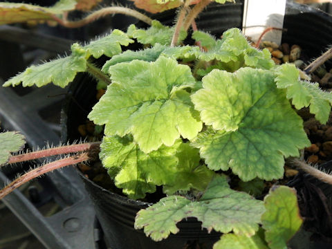 Tellima grandiflora