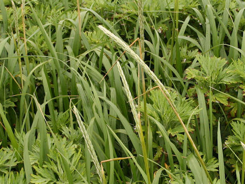 Leymus mollis