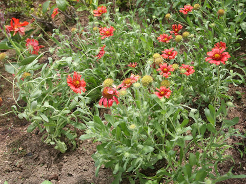 Gaillardia pulchella cv. Firewheel