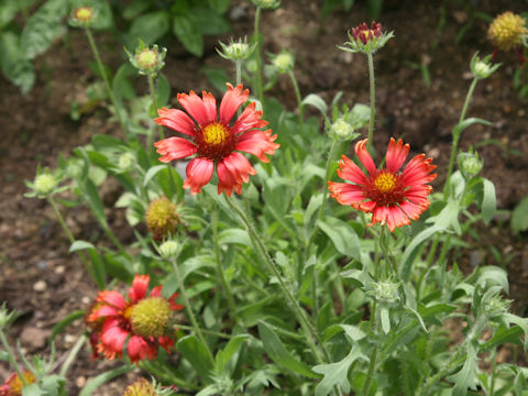 Gaillardia pulchella cv. Firewheel