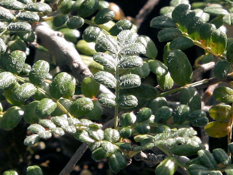 Osteomeles anthyllidifolia var. subrotunda