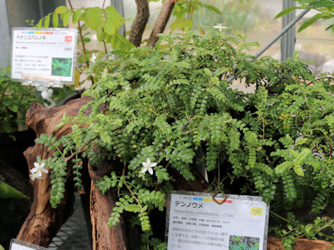 Osteomeles anthyllidifolia var. subrotunda