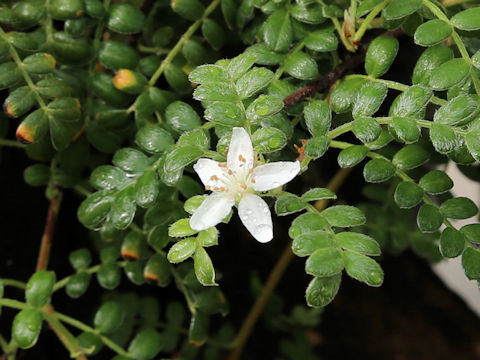 Osteomeles anthyllidifolia var. subrotunda