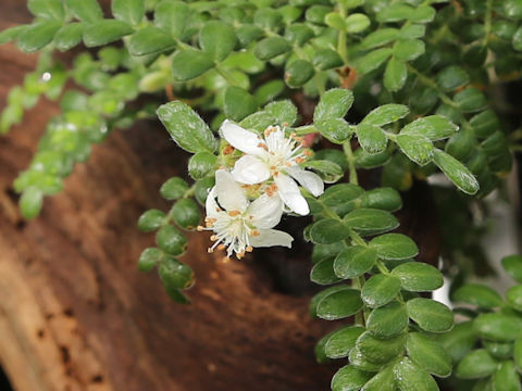Osteomeles anthyllidifolia var. subrotunda