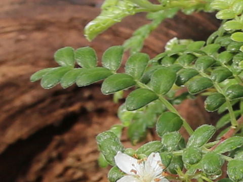 Osteomeles anthyllidifolia var. subrotunda