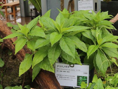 Aster taiwanensis var. lucens