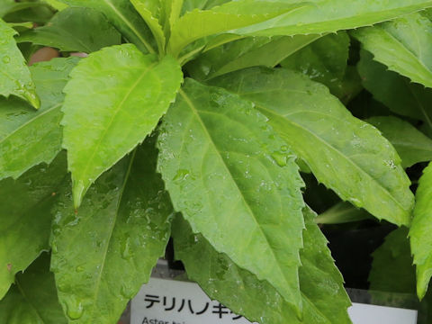 Aster taiwanensis var. lucens