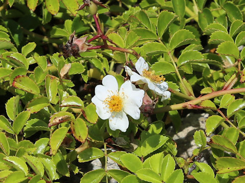 Rosa wichuraiana