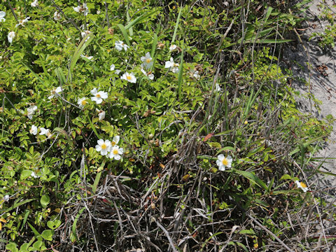 Rosa wichuraiana