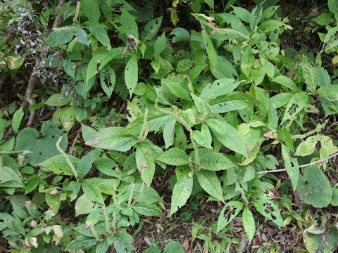 Leucosceptrum japonicum