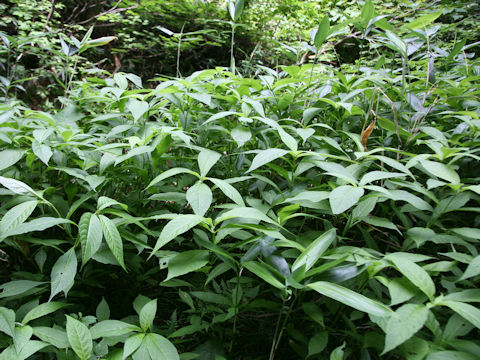 Leucosceptrum japonicum