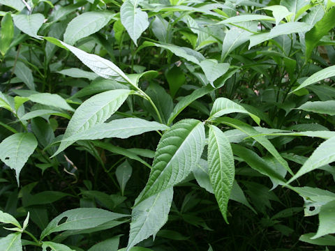 Leucosceptrum japonicum