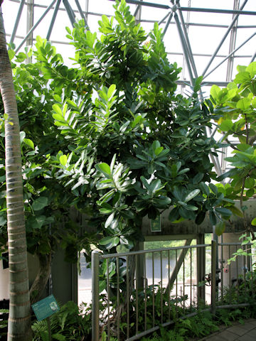 Calophyllum inophyllum