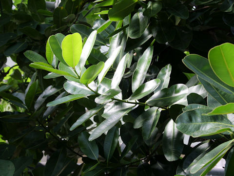 Calophyllum inophyllum