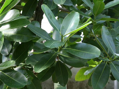 Calophyllum inophyllum