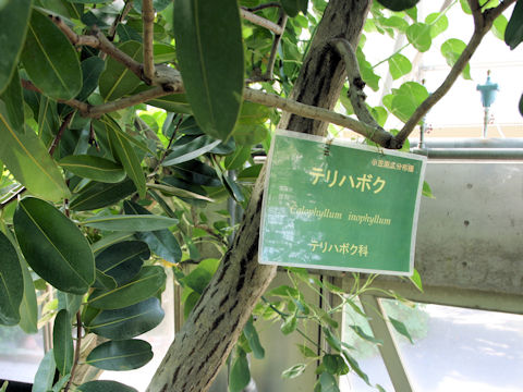 Calophyllum inophyllum