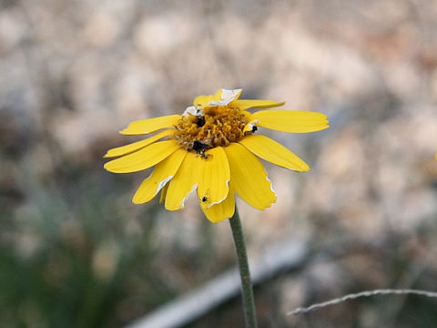 Tetraneuris acaulis