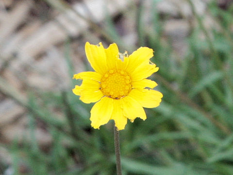 Tetraneuris linearifolia