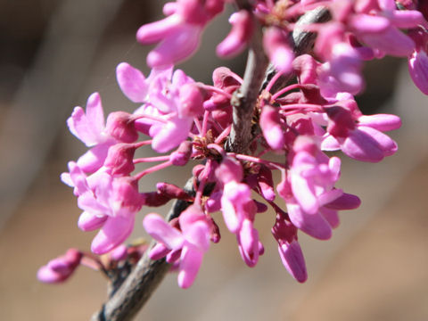 Cercis canadensis ssp. texensis