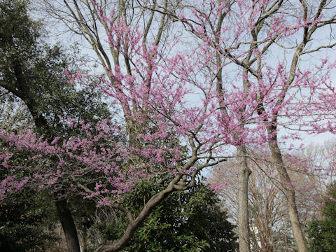 Cercis canadensis ssp. texensis