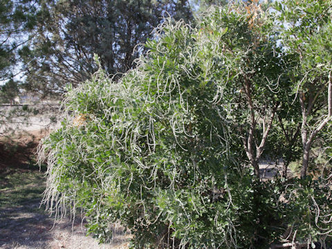 Sophora secundiflora