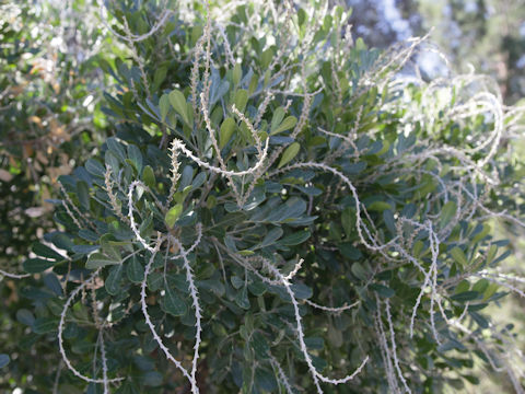 Sophora secundiflora