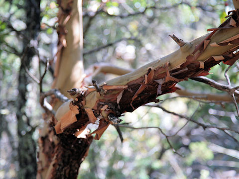 Arbutus xalapensis