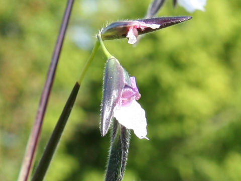 Thalia geniculata var. ruminoides