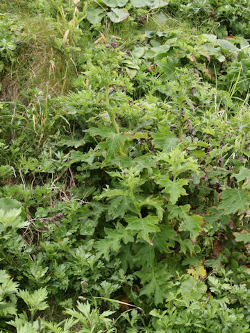 Cirsium kamtschaticum