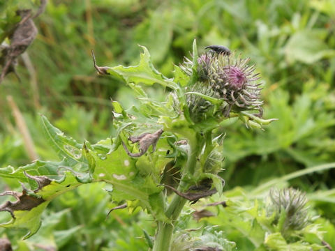Cirsium kamtschaticum