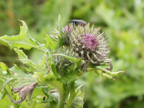 Cirsium kamtschaticum