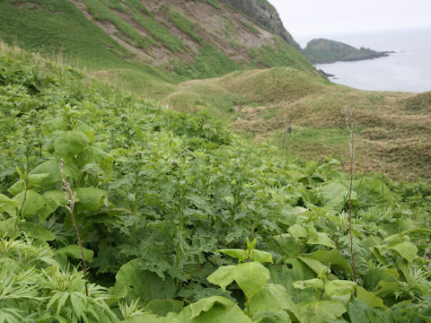 Cirsium kamtschaticum