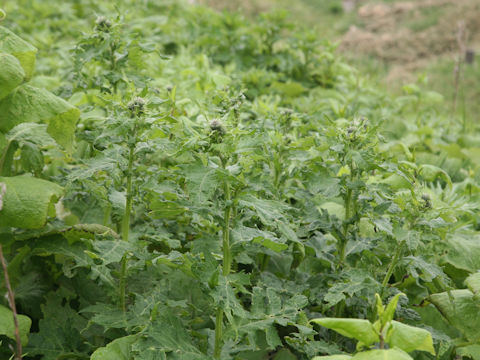 Cirsium kamtschaticum
