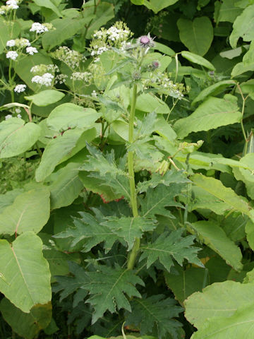 Cirsium kamtschaticum