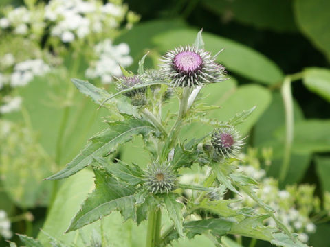 Cirsium kamtschaticum