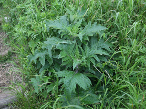 Cirsium kamtschaticum