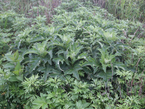 Cirsium kamtschaticum